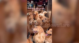 US dog owner lives with 13 fully grown golden retrievers after deciding to keep whole litter of puppies
