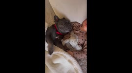 French bulldog sleeps with two-year-old human brother