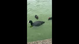 Mummy feeding her baby’s in the pond at the park, I love birds and nature and this really touched my hert