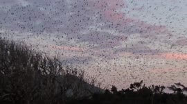 Magnificent murmuration materializes in Cornwall, United Kingdom