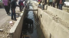 Kind labourers working on construction site rescued a  cow which fell into nullah