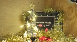 Fossil hunter discovers plesiosaurus vertebrae and creates fossil Christmas tree