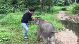 Cute baby elephant cheerfully plays with a tourist