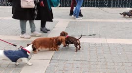 Dozens of dachshunds donning costumes join 'sausage walk' in Paris