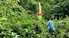 Tourists find giant rare flower in Indonesian forest