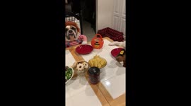 When the dogs do not know what holiday it is, but they want to be included in the dinner celebration.