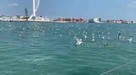 Thousands of seagulls in the sea at Plymouth UK not far from HMS Queen Elizabeth