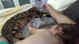Ella the bengal cat takes a nap with her baby brother and her dad