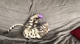 Albus the Silver Bengal Cat Vs his Favourite Toy The Purple Mouse