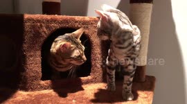 Albus The Silver Bengal Annoys His Older Sister Ella as Often as possible