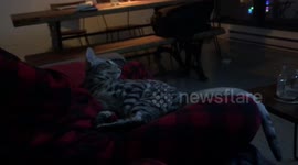 Albus the Bengal Cat is Obsessed with Iron Mike Tyson and His Documentary
