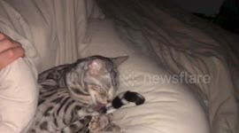 Albus the Bengal Cat Makes the Funniest Derp Faces