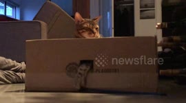Albus and Ella The Bengal Cats show Us their newest magic trick