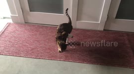 Bengal Cats Ella and Albus both take a turn at Escaping their Shackles