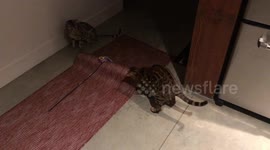 Peek-a-boo. Bengal cats Ella and Albus have fun with the folded carpet