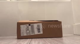 Ella the Bengal Cat proves that there is no box too small for a Bengal