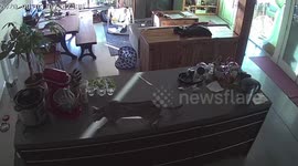 Albus the Bengal Cat learns his lesson to no go on the kitchen counter