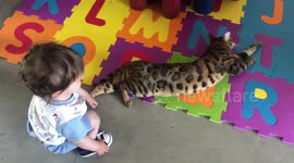 Baby Boy plays and pets his favourite pet Ella the Bengal Cat