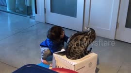 Baby Boy enjoys some play time with his Two Bengal Cats Ella and Albus