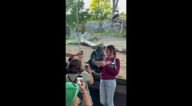 Gorilla hits The Thinker pose while watching zoo visitor's iPhone