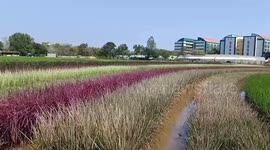 Researchers create colourful 'rainbow rice field' through crossbreeding in Thailand