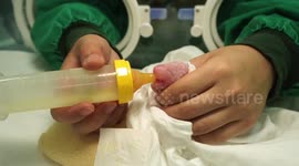 Meet the world’s heaviest captive panda cub born in China
