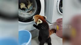 Runaway red panda spotted lurking in Chinese unversity's laundry room