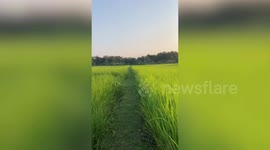 Excited dog amusing hops around rice field like kangaroo