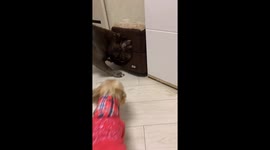 A Yorkshire terrier gets mad when the American bully takes his toy.