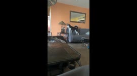 A cat slaps Husky in the face!