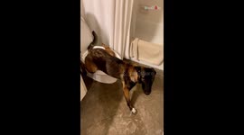 A smart dog learned how to use the toilet !