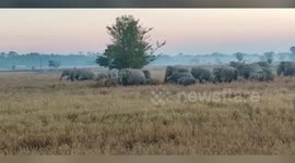 Elephant herd strolls across field in northeastern India