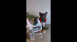 French bulldog helps make festive brownies whilst dressed in Christmas outfit
