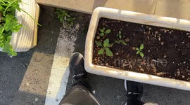 Family of cats having a nap in shopping baskets behind a grocery store