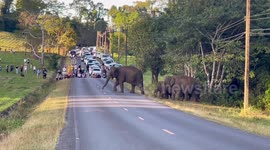 Breathtaking moment herd of elephants hold up traffic to cross road in Thailand
