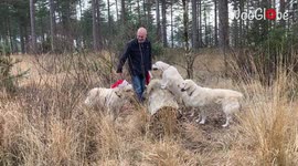 'Christmas photoshoot with Golden Retrievers goes BONKERS'