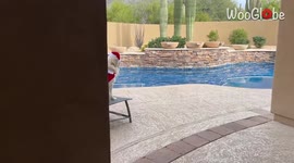 These golden retrievers are certainly in the Christmas spirit