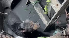 Stray dog stuck under mosquito-ridden septic tank for three days rescued in Thailand