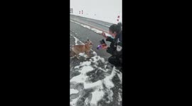 Chinese police officers feed adorable wild fox while cleaning snow