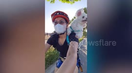 Cute pet dog sits on owner's shoulder during bike ride