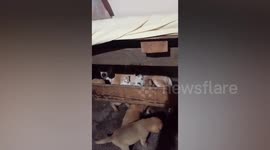 Stray mother dog adopts three lost newborn kittens that wandered into her den