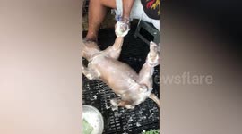 Lazy pet American Bully falls asleep while taking bath in their home in the Philippines