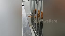 Jailbreaking dog unlatches lock from inside her cage