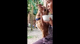 This cute dog has been waiting till his owner give give him some food for breakfast