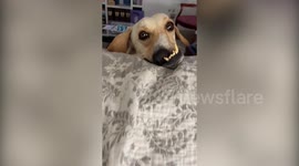 Wonky-faced dog rescued from Qatar deserts finds forever home and will soon become the hero of a children's book