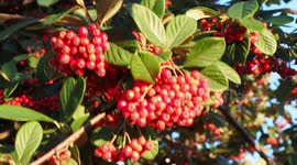 Plentiful berries may be a sign of a harsh winter for Kent, UK