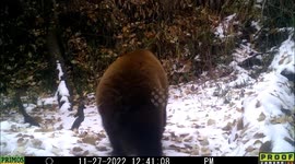 A brown colored black bear stands on snow on a bright day near a pond in Idaho