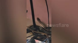 Shocked resident finds snake in her computer desk in Thailand