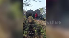 Footage shows elephants being beaten in India