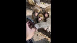 Group of monkeys fascinated by a phone